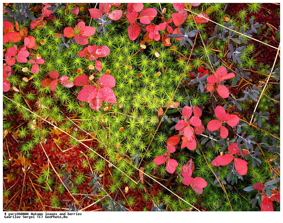 �����, ������, �����