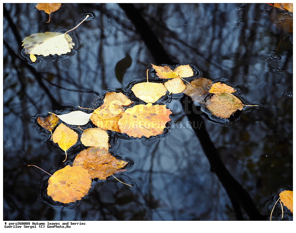 �����, ������, �����