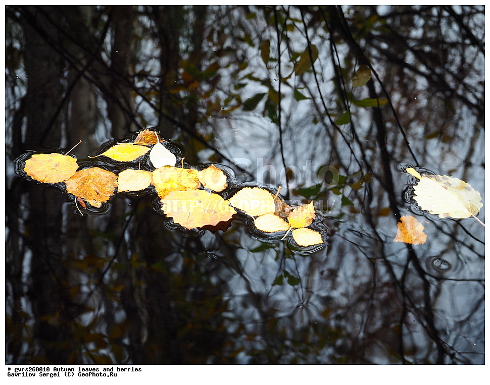 �����, ������, �����