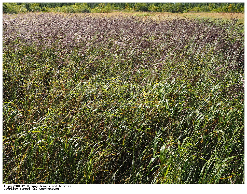 �����, ������, �����