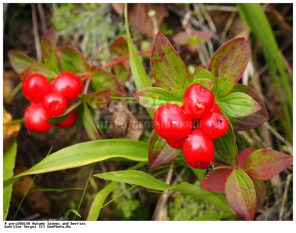 �����, ������, �����, ������ ��������, �����, ���������� ��������, ������������ ��������, ������������ ��������, ����, �����, �����, �����, XYZ,���������, Cornaceae, ĸ��� ��������, ����� ��������, ������� ��������, Chamaepericlymenum suecicum, Cornus suecica