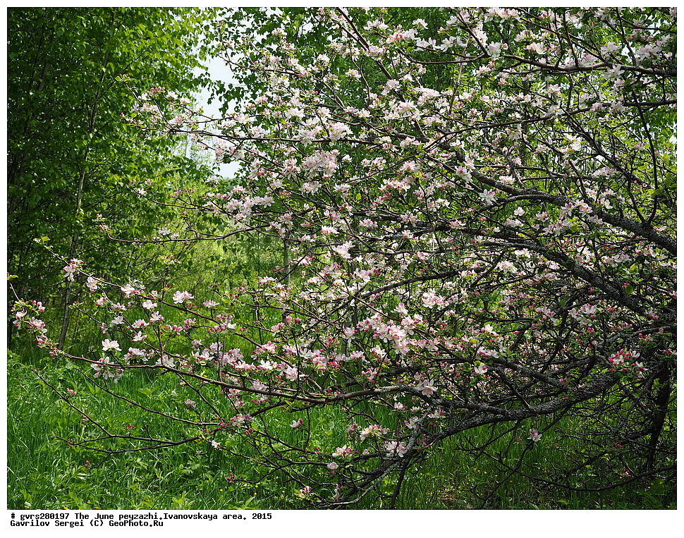 ������, ����, ����, ������, ���������� �������, 2015 ���