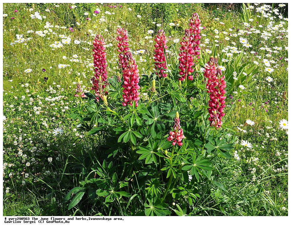 �����, �����, ����, ����, ������, ���������� �������, ������ ��������, �����, ��������, ���������� ��������, ������� ��������, ������, �����, XYZ, �������, �����������, Fabaceae, Fabaceae, Leguminosae, Papilionaceae, ����� ������������, Lupinus polyphyllus