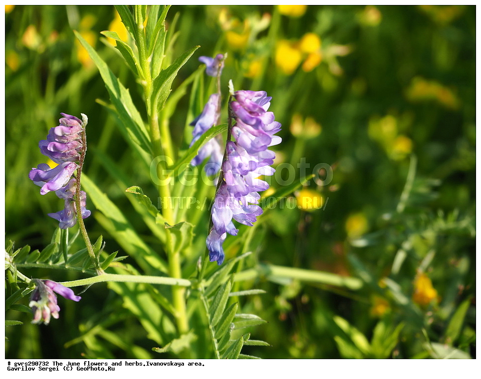 �����, �����, ����, ����, ������, ���������� �������