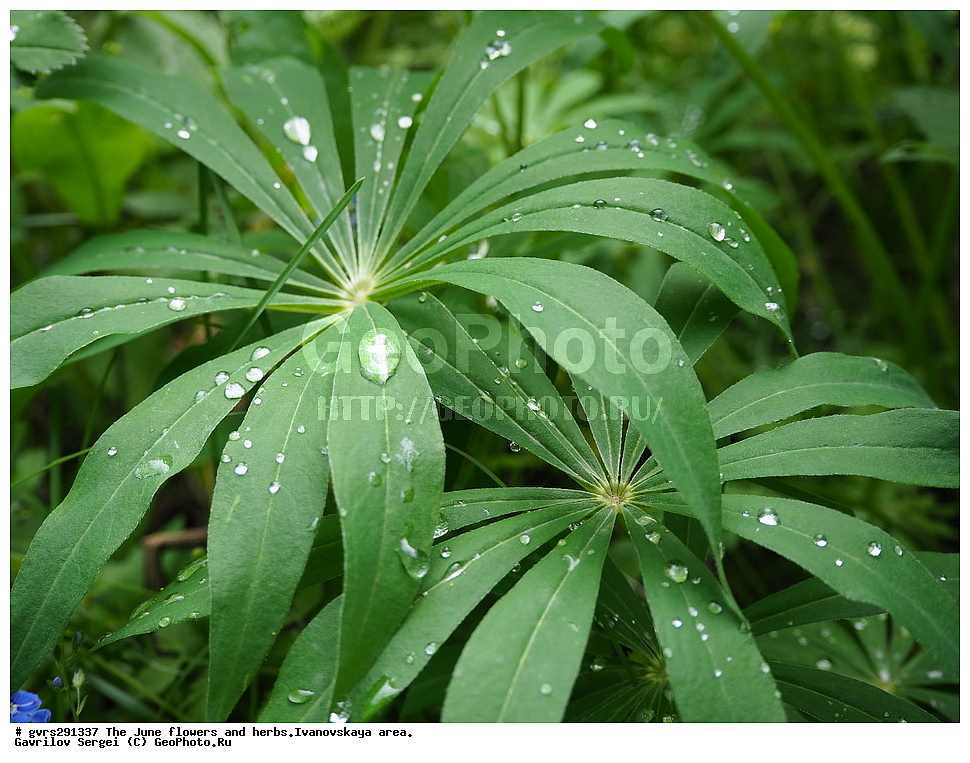 �����, �����, ����, ����, ������, ���������� �������, ������ ��������, �����, ��������, ���������� ��������, ������� ��������, ������, �����, XYZ, �������, �����������, Fabaceae, Fabaceae, Leguminosae, Papilionaceae, ����� ������������, Lupinus polyphyllus