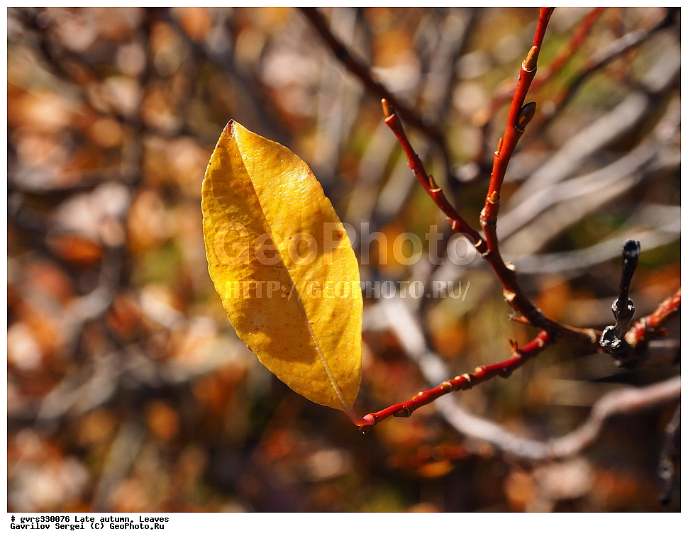 �����, ������, ������� �����, �������� �������