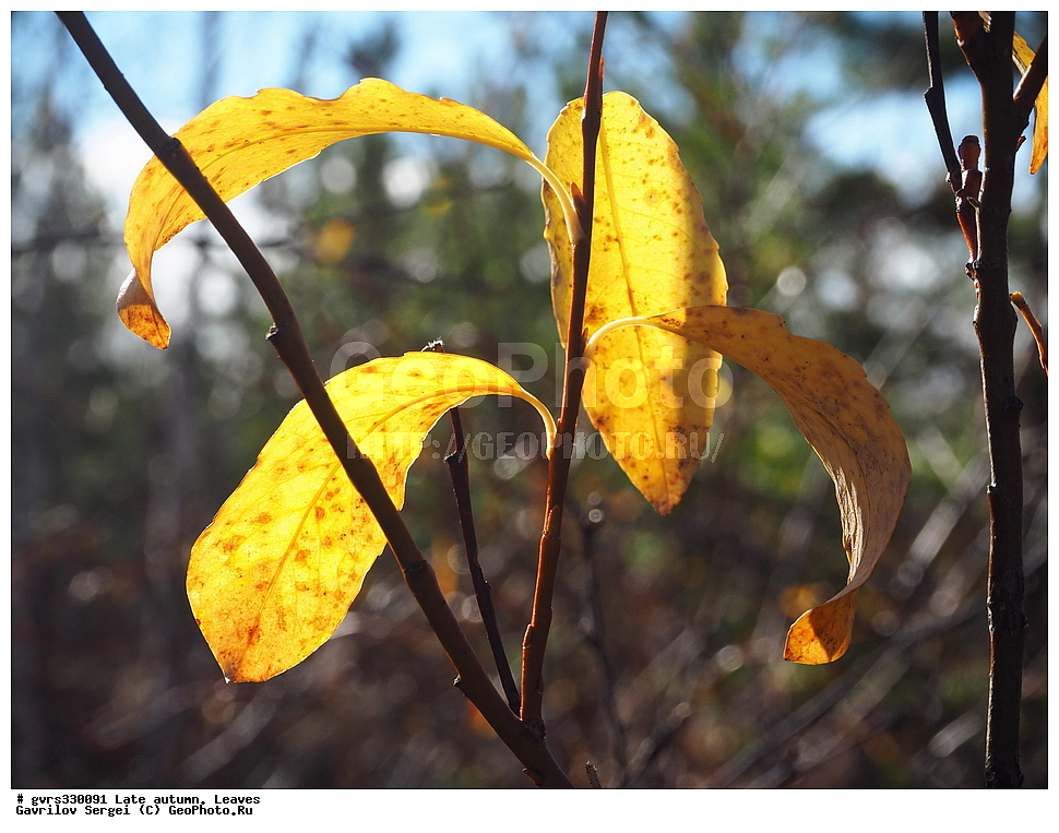 �����, ������, ������� �����, �������� �������