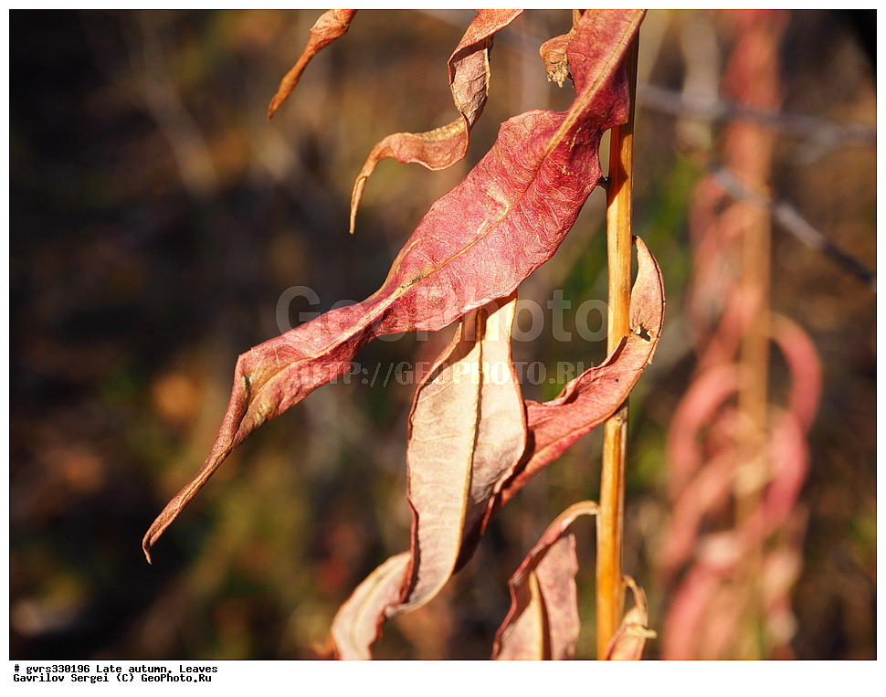 �����, ������, ������� �����, �������� �������