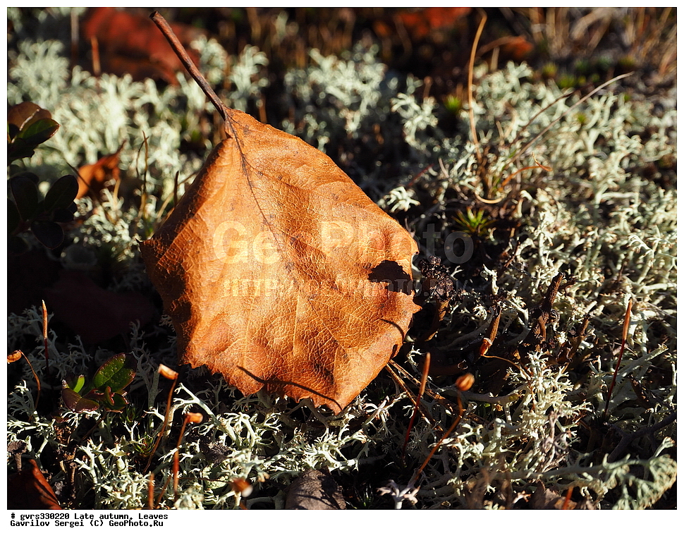 �����, ������, ������� �����, �������� �������