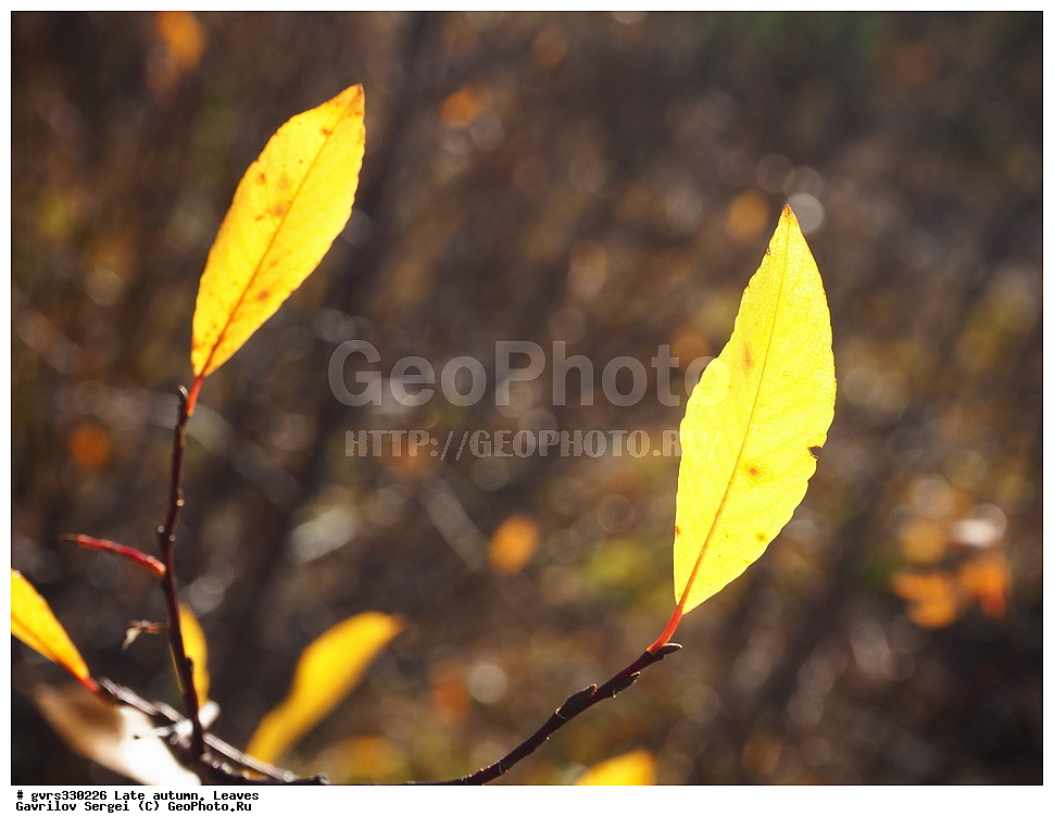 �����, ������, ������� �����, �������� �������