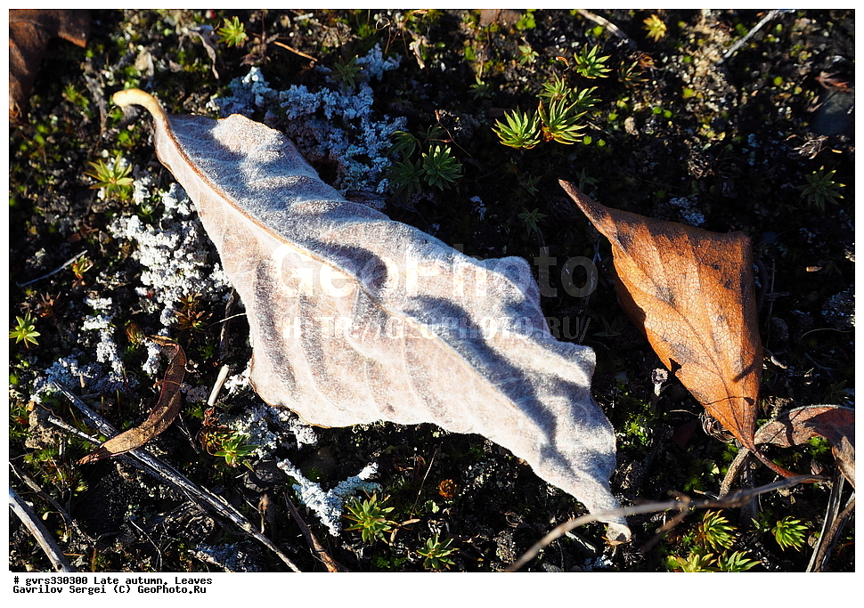 �����, ������, ������� �����, �������� �������