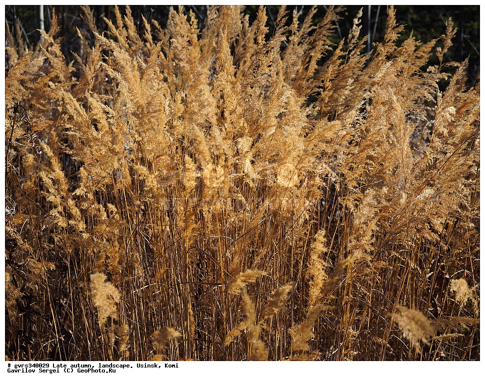 �����, ������, ���������� ����, ������, ������, �������