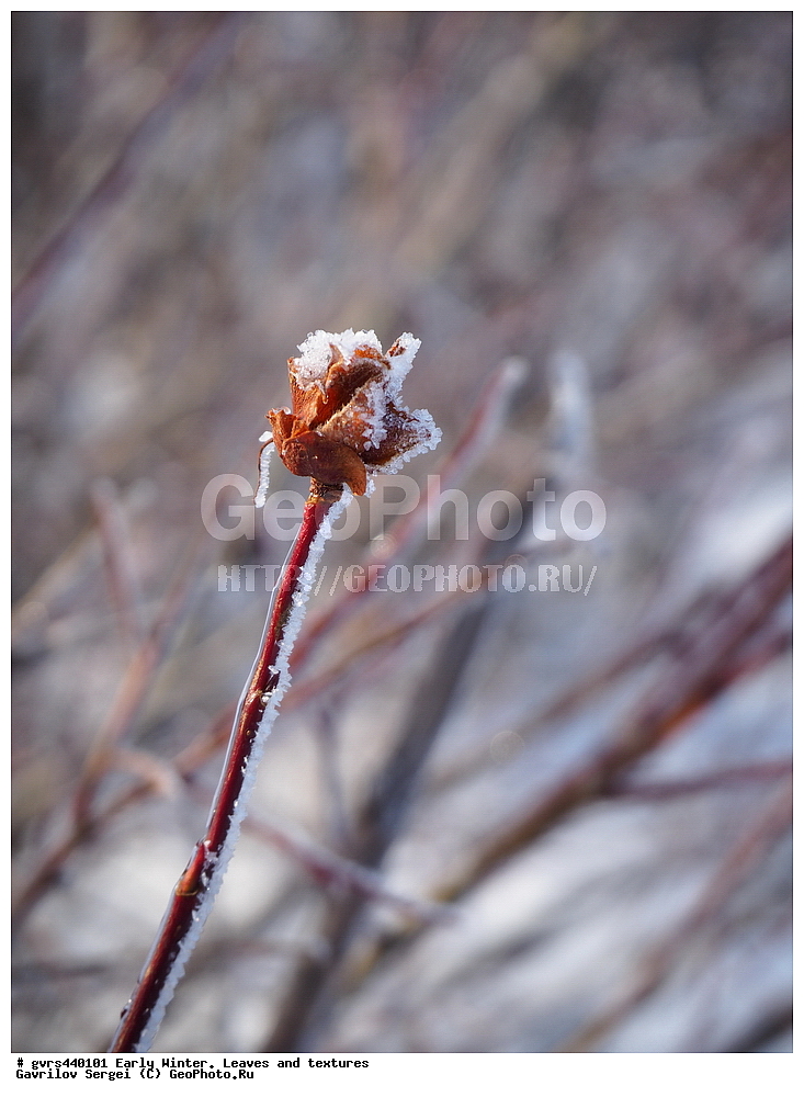 ����, ������, �������