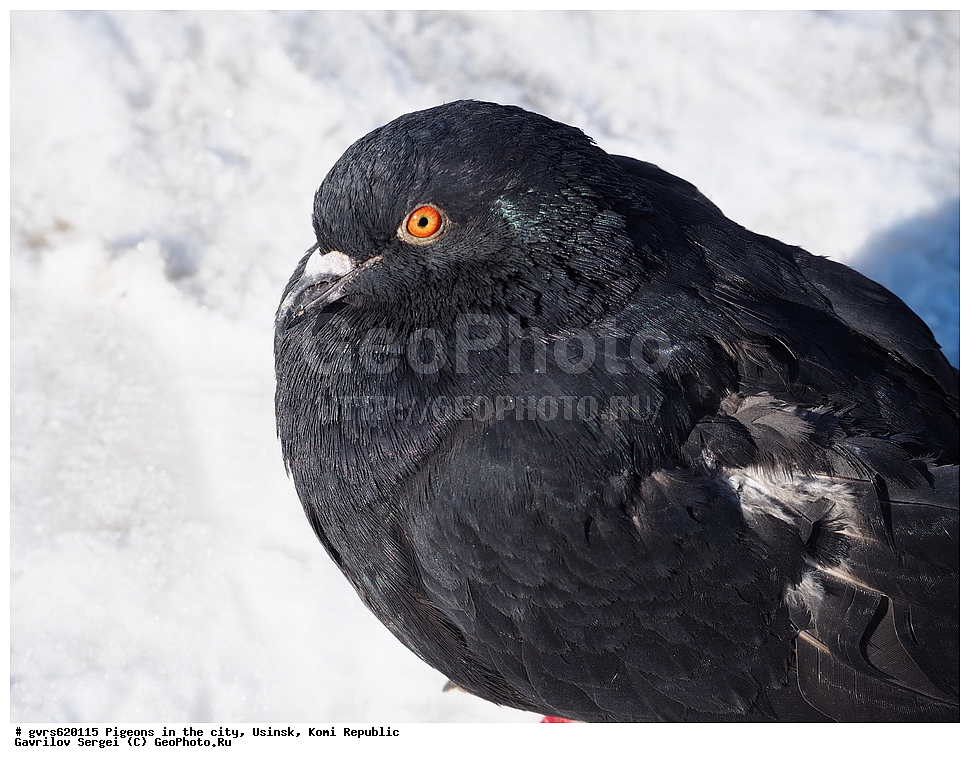 ������, �����, ������, ���������� ����, ������