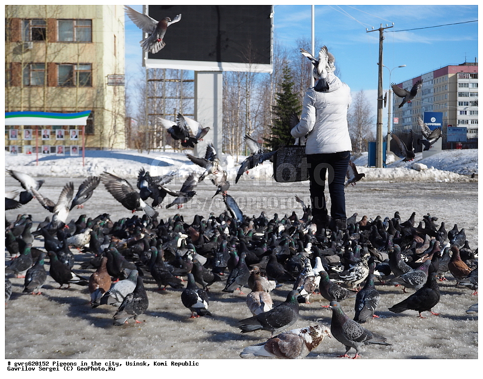 ������, �����, ������, ���������� ����, ������