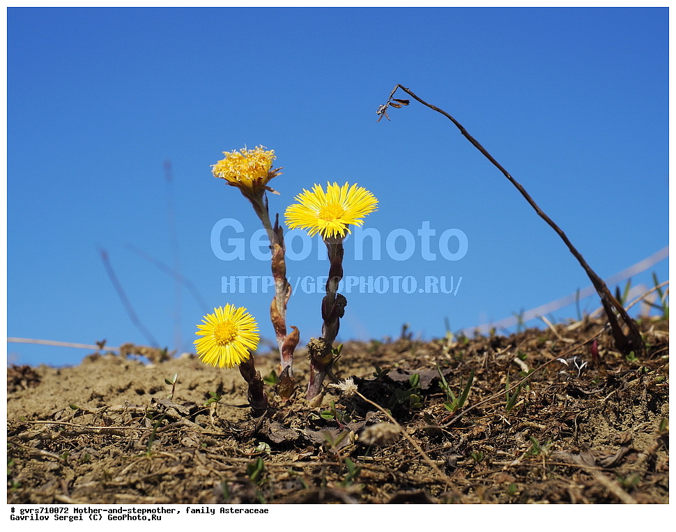 ����-�-������, ��������� ��������, ������, �����, �������� 