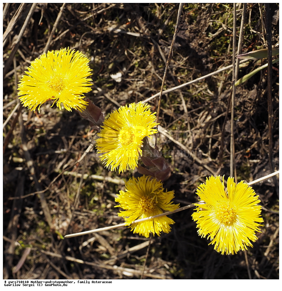 ����-�-������, ��������� ��������, ������, �����, �������� 