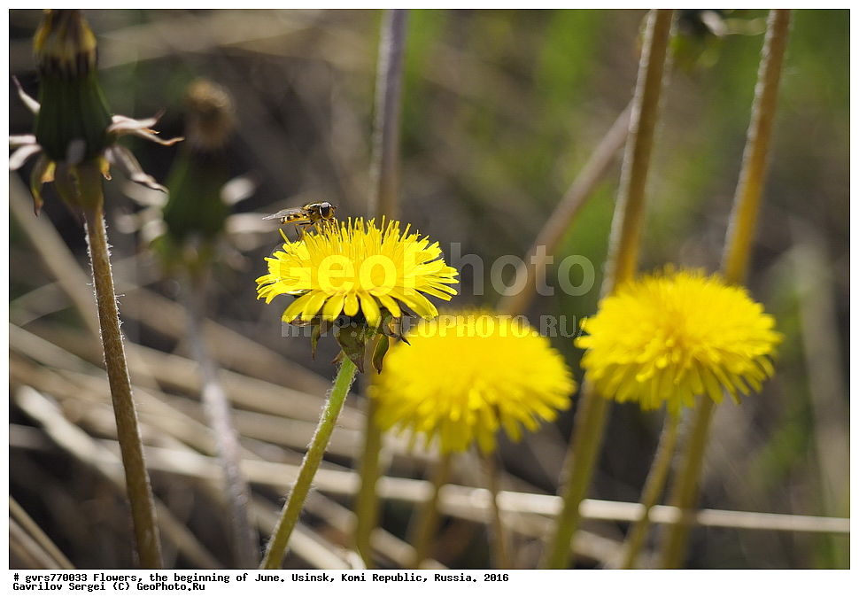 �����, ����, ������, ���������� ����, ������. 2016 ���, ����, ��������, ������, ������ ��������, �����, ���������� ��������, ������������ ��������, ������������ ��������, ������, �����, XYZ, ��������, �������������, Asteraceae, Compositae, ��������� �������������, ��������� ������������, ��������� �������, ��������� ��������, Taraxacum laeticolor, Taraxacum vulgare