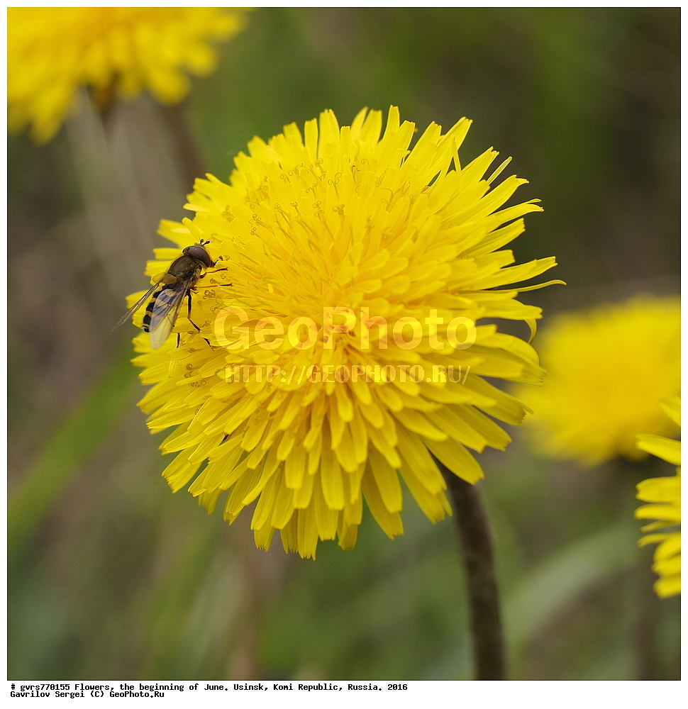 �����, ����, ������, ���������� ����, ������. 2016 ���, ����, ��������, ������, ������ ��������, �����, ���������� ��������, ������������ ��������, ������������ ��������, ������, �����, XYZ, ��������, �������������, Asteraceae, Compositae, ��������� �������������, ��������� ������������, ��������� �������, ��������� ��������, Taraxacum laeticolor, Taraxacum vulgare