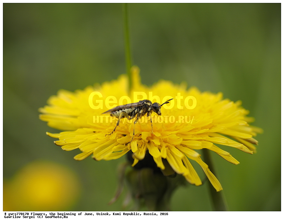 �����, ����, ������, ���������� ����, ������. 2016 ���, ����, ��������, ������, ������ ��������, �����, ���������� ��������, ������������ ��������, ������������ ��������, ������, �����, XYZ, ��������, �������������, Asteraceae, Compositae, ��������� �������������, ��������� ������������, ��������� �������, ��������� ��������, Taraxacum laeticolor, Taraxacum vulgare