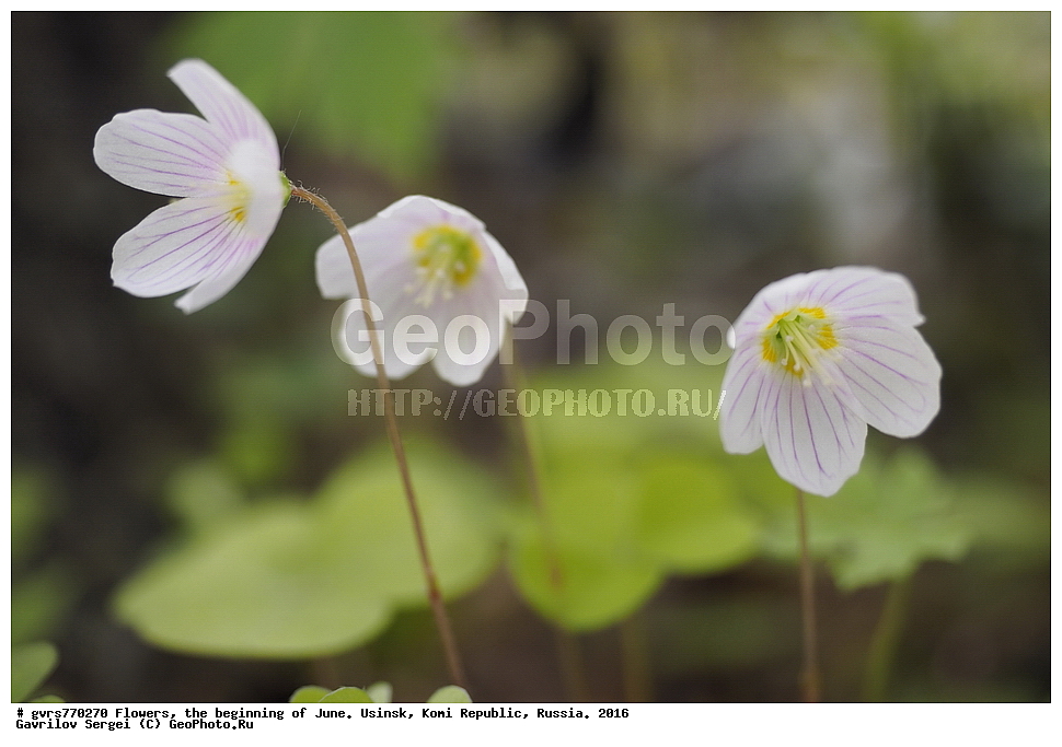 �����, ����, ������, ���������� ����, ������. 2016 ���, ����, ��������, ������, ������ ��������, �����, ���������� ��������, ������������ ��������, ������������ ��������, ������, �����, XYZ, ���������, Oxalidaceae, ������� ������������, ������ �������, Oxalis acetosella, Oxalis vulgaris