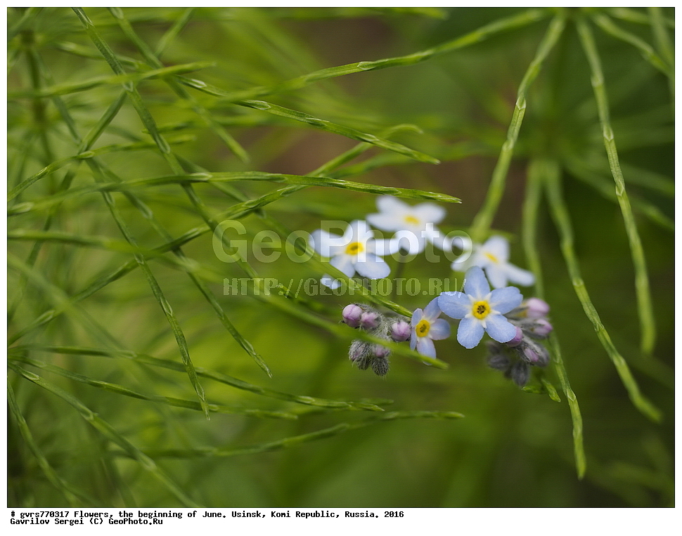 �����, ����, ������, ���������� ����, ������. 2016 ���, ����, ��������, ������, ������ ��������, �����, ���������� ��������, ������������ ��������, ������������ ��������, ������, �����, XYZ, ������������, Boraginaceae, ��������� ��������, ��������� ������������, Myosotis palustris, Myosotis scorpioides