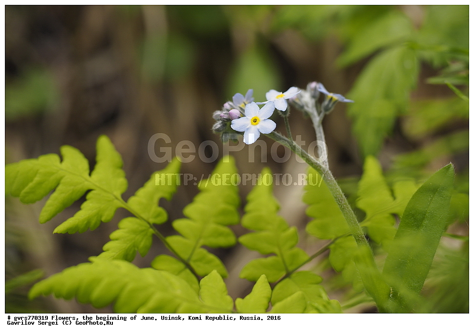 �����, ����, ������, ���������� ����, ������. 2016 ���, ����, ��������, ������, ������ ��������, �����, ���������� ��������, ������������ ��������, ������������ ��������, ������, �����, XYZ, ������������, Boraginaceae, ��������� ��������, ��������� ������������, Myosotis palustris, Myosotis scorpioides