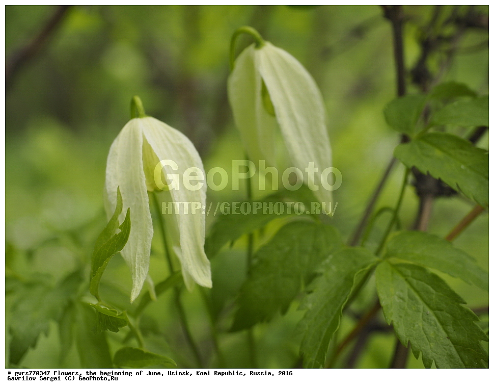 �����, ����, ������, ���������� ����, ������. 2016 ���, ����, ��������, ������, ������ ��������, �����, ���������� ��������, ������������ ��������, ������������ ��������, ������, �����, XYZ, ���������, Ranunculaceae, ������ ���������, ������ ��������, ������ ����������, ������� ���������, ����� �����, Atragene sibirica, Atragene alpina ssp. sibirica, Atragene speciosa, Atragene tianschanica, Clematis alpina ssp. sibirica