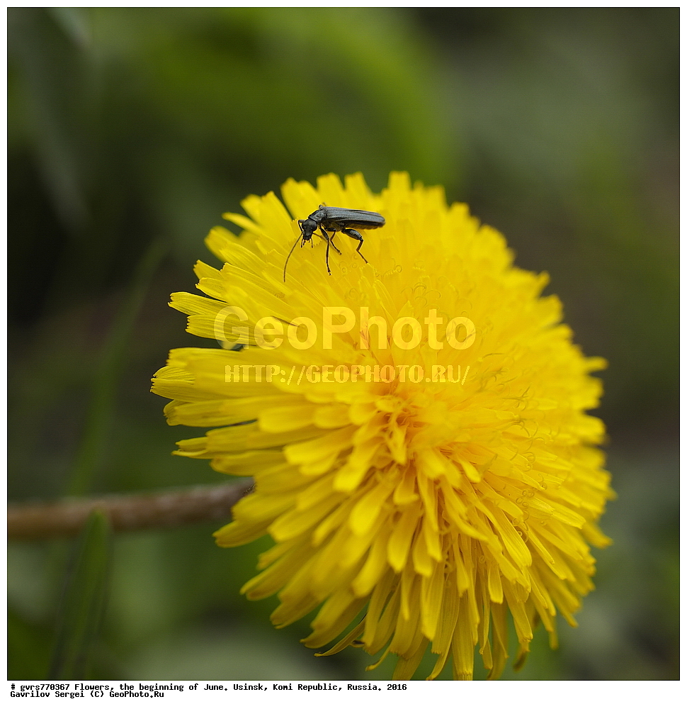 �����, ����, ������, ���������� ����, ������. 2016 ���, ����, ��������, ������, ������ ��������, �����, ���������� ��������, ������������ ��������, ������������ ��������, ������, �����, XYZ, ��������, �������������, Asteraceae, Compositae, ��������� �������������, ��������� ������������, ��������� �������, ��������� ��������, Taraxacum laeticolor, Taraxacum vulgare