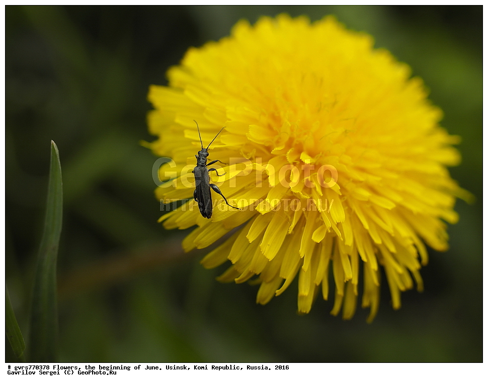 �����, ����, ������, ���������� ����, ������. 2016 ���, ����, ��������, ������, ������ ��������, �����, ���������� ��������, ������������ ��������, ������������ ��������, ������, �����, XYZ, ��������, �������������, Asteraceae, Compositae, ��������� �������������, ��������� ������������, ��������� �������, ��������� ��������, Taraxacum laeticolor, Taraxacum vulgare