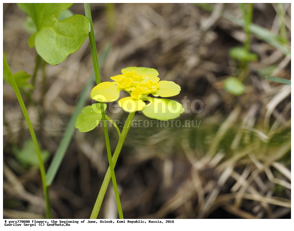 �����, ����, ������, ���������� ����, ������. 2016 ���, ����, ��������, ������, ������ ��������, �����, ���������� ��������, ������������ ��������, ������������ ��������, ������, �����, XYZ, �������������, Saxifragaceae, ����������� ��������������, ����������� ������������, �����e������ ����e����������, �����e������ ������������, Chrysosplenium alternifolium