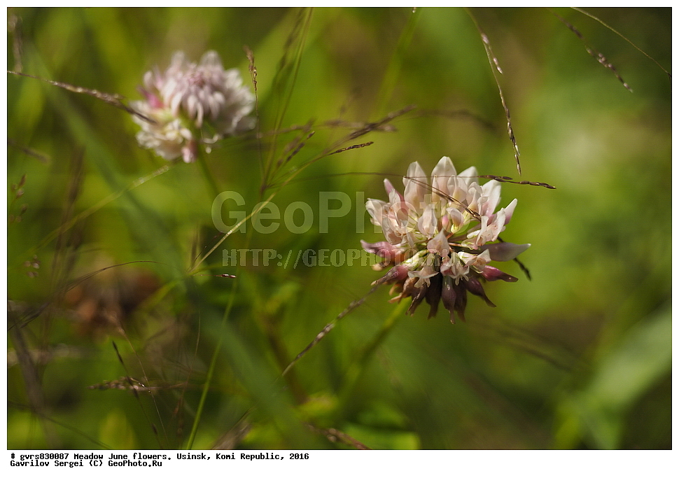 ������� �����, �����, ����, ������, ���������� ����