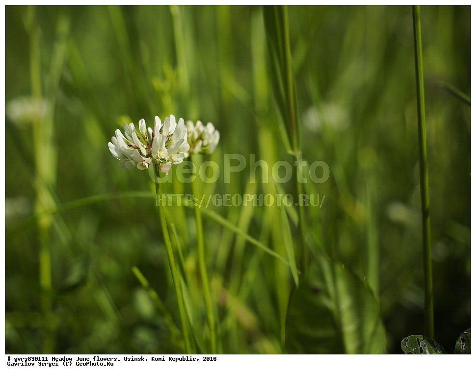 ������� �����, �����, ����, ������, ���������� ����