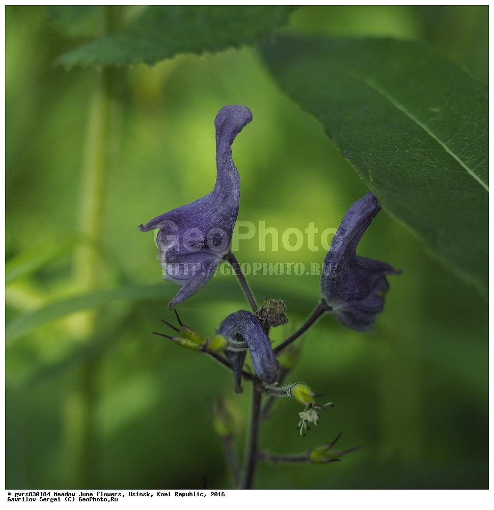 ������� �����, �����, ����, ������, ���������� ����