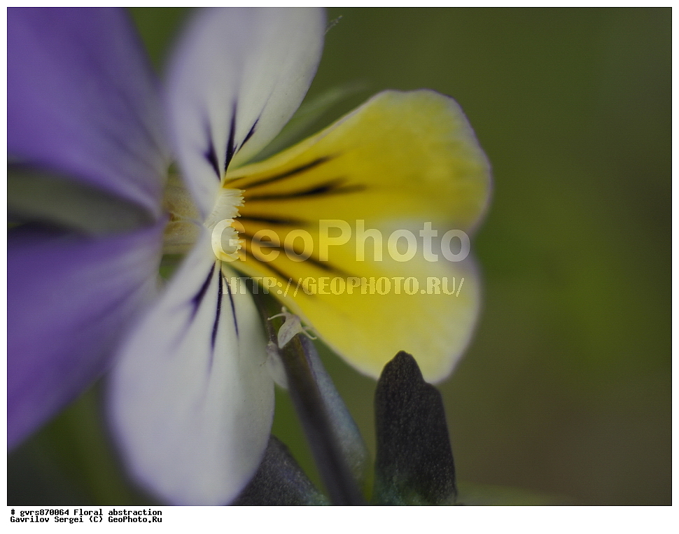 �����, ����������, �����, ��������, �����, ������ ��������, ���������� ��������, ������������ ��������, ������������ ��������, ������, �����, XYZ, ���������, Violaceae, ���������� ������, ����������� ������, ������ ����������, ������ �����������, ������ �������, ������� ������, Viola tricolor, ����������� ��������, �����