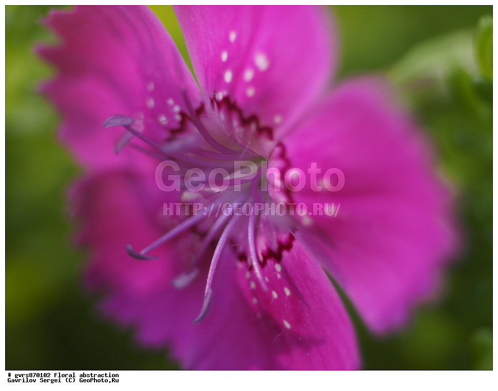 �����, ����������, �����, ��������, �����, ������ ��������, ���������� ��������, ������������ ��������, ������������ ��������, ����������� ��������, �����, ������, �����, XYZ, �����������, ����������, Caryophyllaceae, �������� ��������, �������� ������������, ��������-��������, Dianthus deltoides