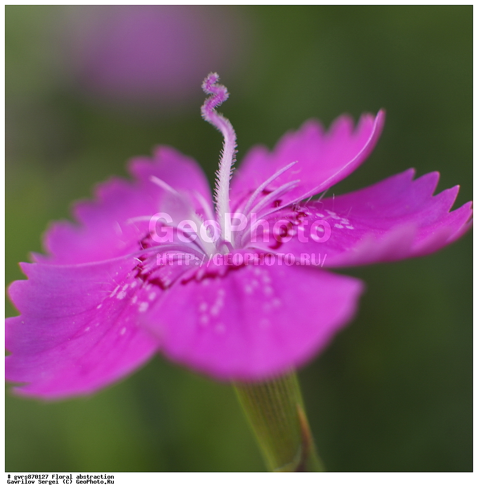 �����, ����������, �����, ��������, �����, ������ ��������, ���������� ��������, ������������ ��������, ������������ ��������, ����������� ��������, �����, ������, �����, XYZ, �����������, ����������, Caryophyllaceae, �������� ��������, �������� ������������, ��������-��������, Dianthus deltoides