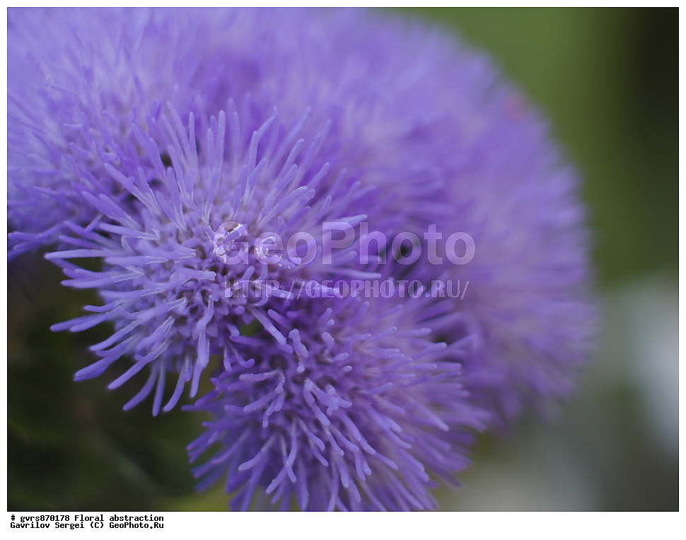 �����, ����������, �����, ��������, �����, ������ ��������, ���������� ��������, ������������ ��������, ������������ ��������, ����������� ��������, �����, ������, �����, XYZ, ��������, �������������, Asteraceae, Compositae, �������� ��������, �������� ��������, �������� ������������, �������� ��������, �����������, Ageratum houstonianum, Ageratum conyzoides ssp. houstonianum, Ageratum conyzoides var. mexicanum, Ageratum mexicanum, Ageratum wendlandii, Carelia houstoniana