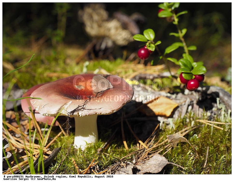 �����, �������� �����, ���������� ����, ������, ������, ��������, �����, ������ ��������, ���������� ��������, ������� ��������, ���������, ����������, �����, �����, XYZ, ����������, Ericaceae, ��������, Vaccinium vitis-idaea