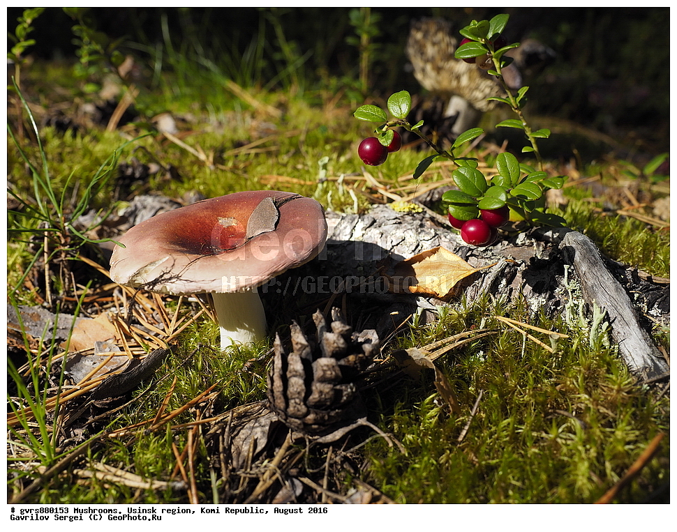 �����, �������� �����, ���������� ����, ������, ������, ��������, �����, ������ ��������, ���������� ��������, ������� ��������, ���������, ����������, �����, �����, XYZ, ����������, Ericaceae, ��������, Vaccinium vitis-idaea