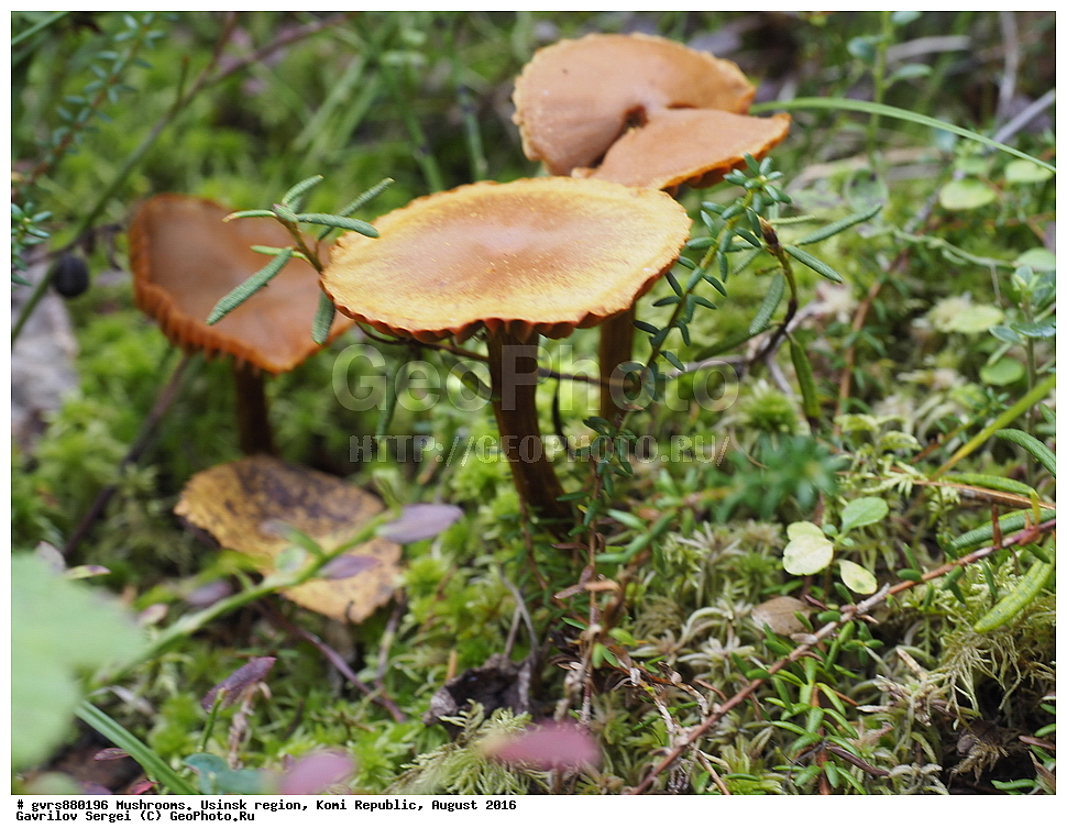 �����, �������� �����, ���������� ����, ������, ������