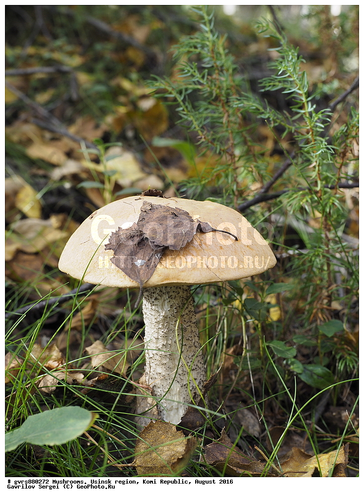 �����, �������� �����, ���������� ����, ������, ������