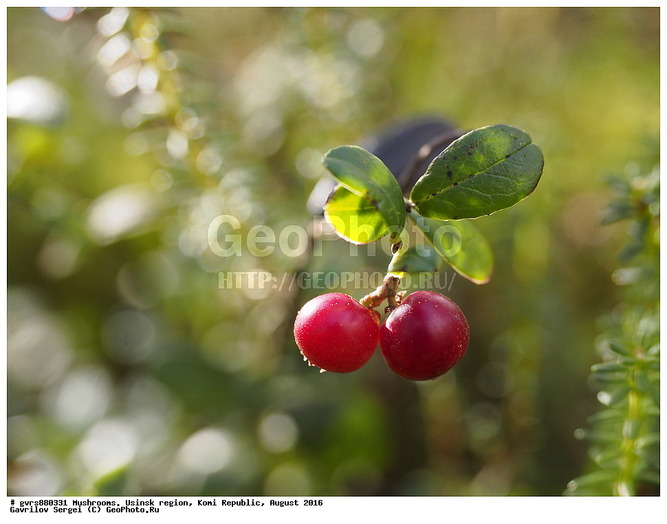 �������� �����, ���������� ����, ������, ��������, �����, ������ ��������, ���������� ��������, ������� ��������, ���������, ����������, �����, �����, XYZ, ����������, Ericaceae, ��������, Vaccinium vitis-idaea, ������