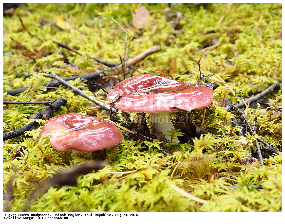 �����, �������� �����, ���������� ����, ������, ������