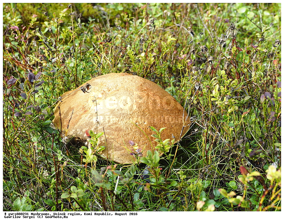 �����, �������� �����, ���������� ����, ������, ������