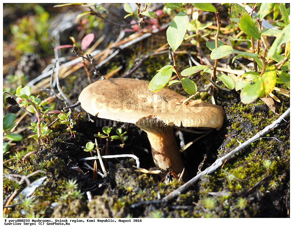 �����, �������� �����, ���������� ����, ������, ������