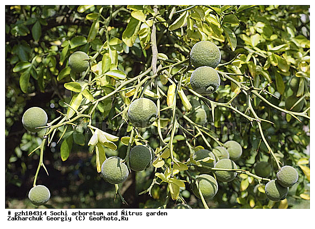 ������ ������ � ���������� ��� �������������� ��������� ������������ � �������������� �������, ������������� ����, �, ������, ����, ����2008, zzz, ������, ������ ��������, �����, ���������� ��������, ������������ ��������, ������������ ��������, ������� ��������, �����, ������, ����, �����, XYZ, �������, Rutaceae, �������� ��������������, ����� �����, ������� �����, Poncirus trifoliate, Citrus trifoliata, �������