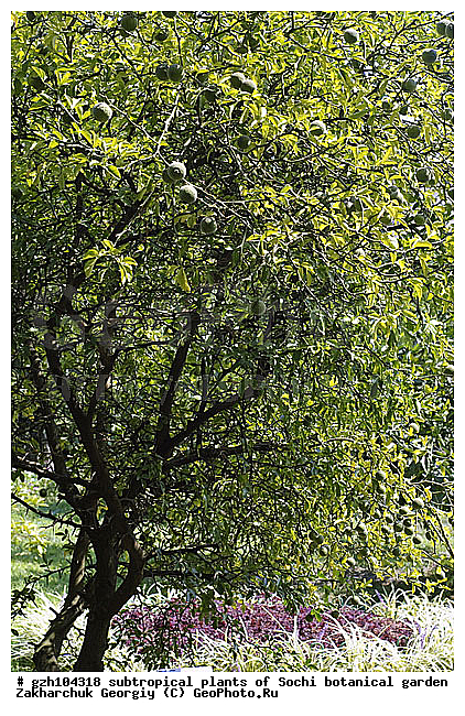 ������ ������ � ���������� ��� �������������� ��������� ������������ � �������������� �������, ������������� ����, �, ������, ����, ����2008, zzz, ������, ������ ��������, �����, ���������� ��������, ������������ ��������, ������������ ��������, ������� ��������, �����, ������, ����, �����, XYZ, �������, Rutaceae, �������� ��������������, ����� �����, ������� �����, Poncirus trifoliate, Citrus trifoliata, �������