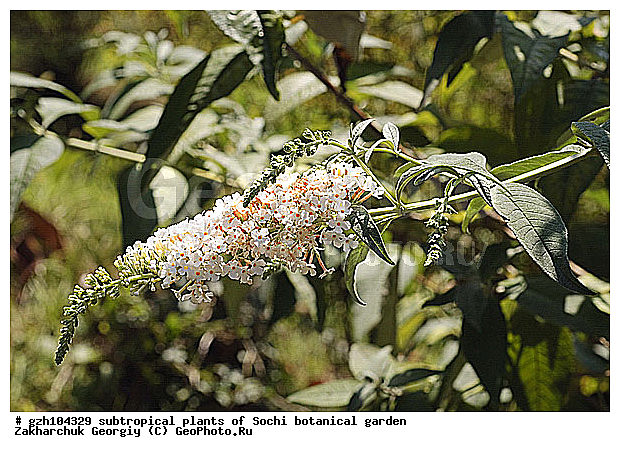 �������, ������ ������ � ���������� ��� �������������� ��������� ������������ � �������������� �������, ������������� ����, ������, ����, zzz, ��������, �����, ������ ��������, ���������� ��������, ������� ��������, ������� ��������, ������, �����, XYZ, ����������, Buddlejaceae, ������������, Scrophulariaceae, ������� ������, ������� ����������, Buddleja davidii, Buddleja variabilis, �������