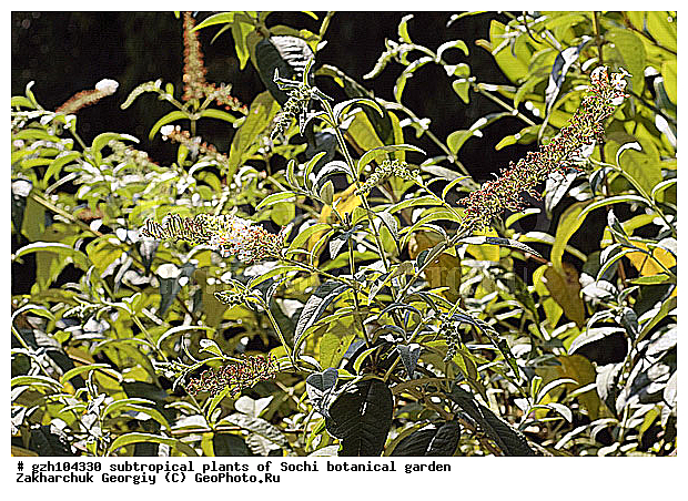 �������, ������ ������ � ���������� ��� �������������� ��������� ������������ � �������������� �������, ������������� ����, ������, ����, zzz, ��������, �����, ������ ��������, ���������� ��������, ������� ��������, ������� ��������, ������, �����, XYZ, ����������, Buddlejaceae, ������������, Scrophulariaceae, ������� ������, ������� ����������, Buddleja davidii, Buddleja variabilis, �������